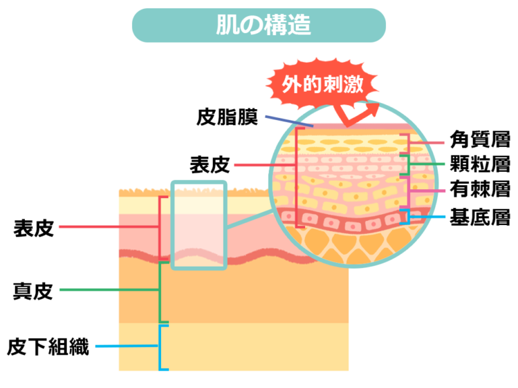 肌の構造