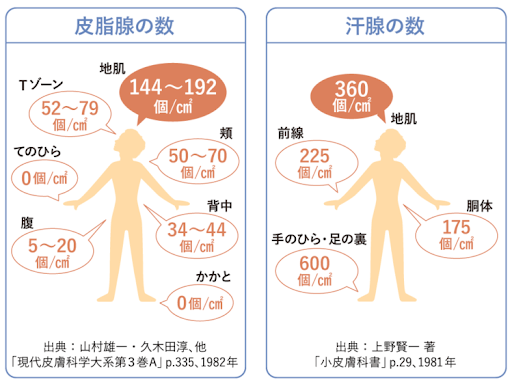 頭皮の皮脂腺と汗腺の数