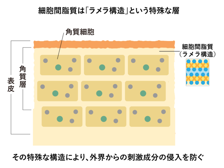 角質細胞間脂質