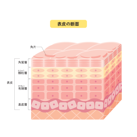 表皮の構造