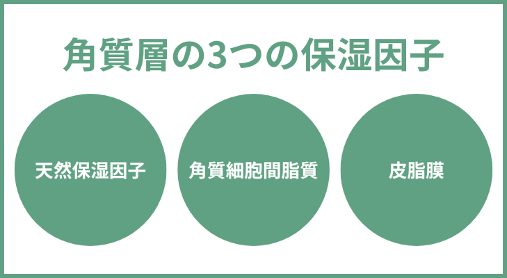 角質層の３つの保湿因子