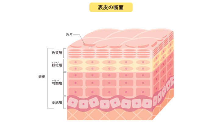 表皮の断面