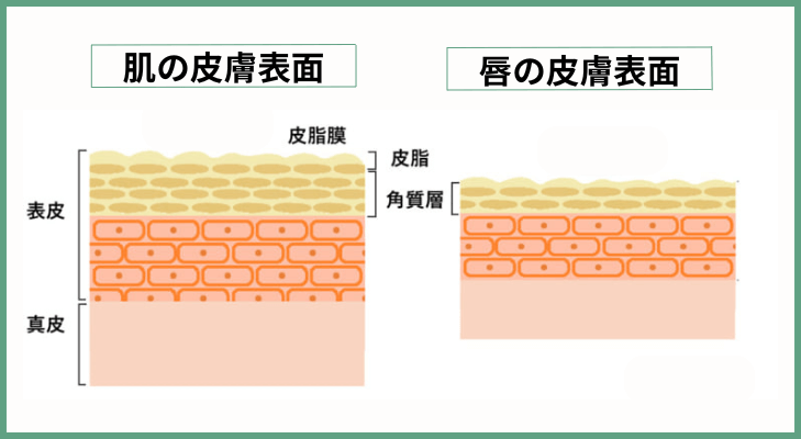 肌と唇の皮膚表面の構造は異なっている