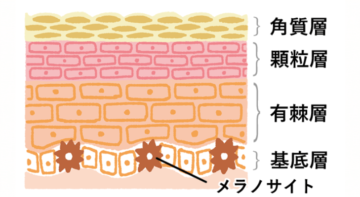 メラノサイトの働きが活性化する様子