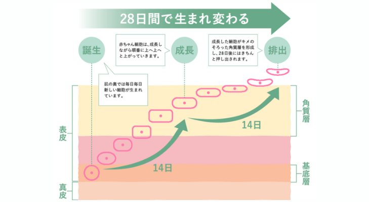 肌のターンオーバー