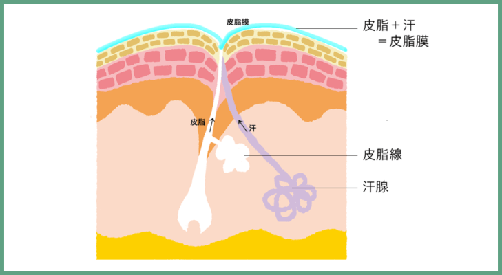 肌のバリア機能を担う皮脂膜